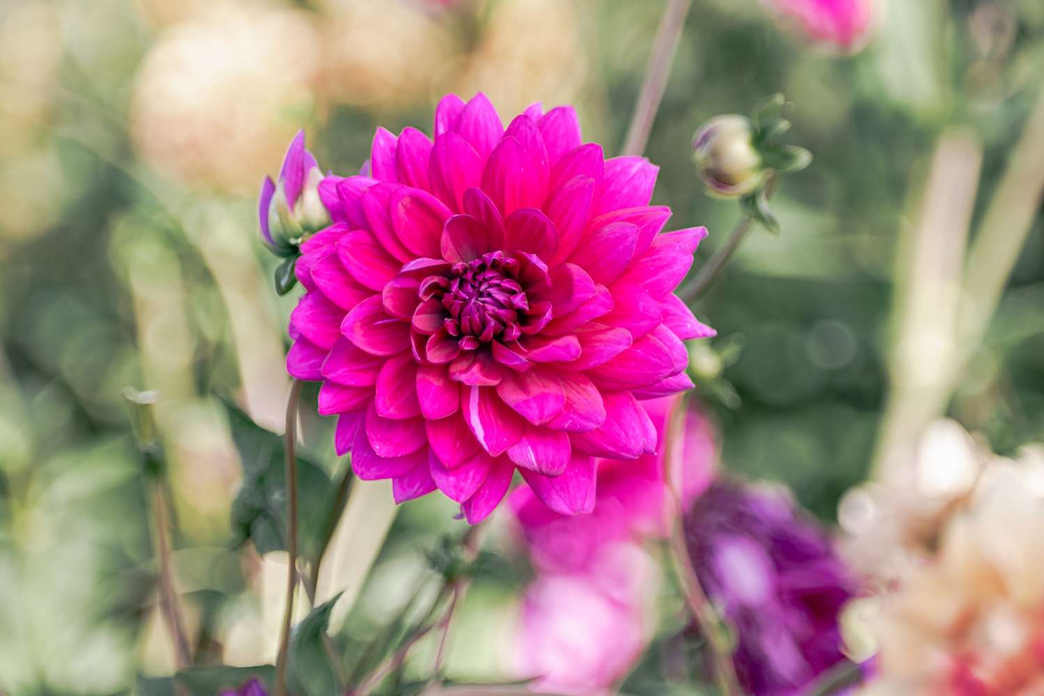 Daalia 'Berner Oberland'